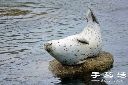 超可愛的治愈系海豹 -  rpnrmr.com