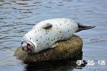 超可愛的治愈系海豹 -  rpnrmr.com
