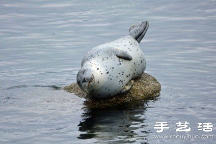 超可愛的治愈系海豹 -  rpnrmr.com
