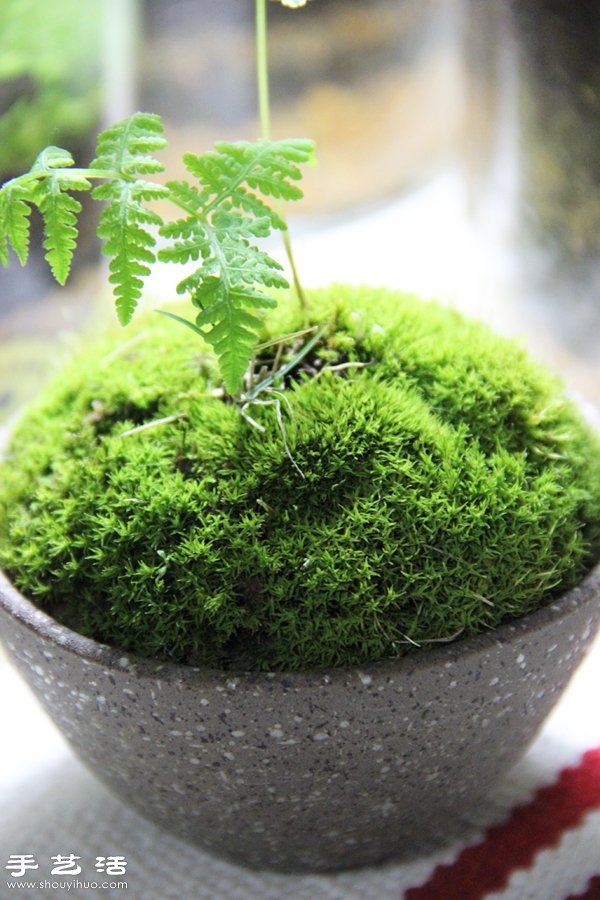 DIY可愛(ài)的苔蘚造景 自制漂亮苔蘚微景觀 -  rpnrmr.com