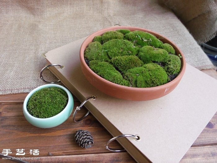 DIY可愛(ài)的苔蘚造景 自制漂亮苔蘚微景觀 -  rpnrmr.com