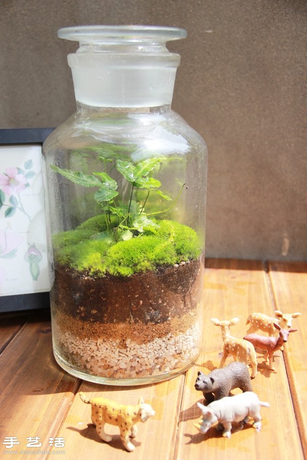 DIY可愛(ài)的苔蘚造景 自制漂亮苔蘚微景觀 -  rpnrmr.com