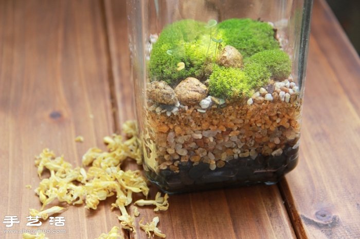 DIY可愛(ài)的苔蘚造景 自制漂亮苔蘚微景觀 -  rpnrmr.com