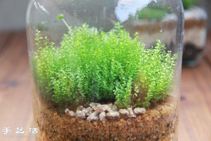 DIY可愛(ài)的苔蘚造景 自制漂亮苔蘚微景觀 -  rpnrmr.com
