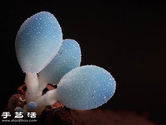 難以置信的美麗：漂亮菌類攝影作品欣賞 -  rpnrmr.com