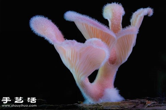 難以置信的美麗：漂亮菌類攝影作品欣賞 -  rpnrmr.com