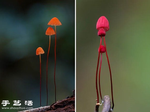 難以置信的美麗：漂亮菌類攝影作品欣賞 -  rpnrmr.com