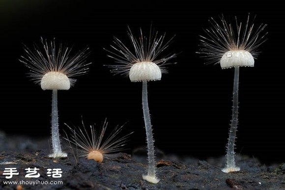難以置信的美麗：漂亮菌類攝影作品欣賞 -  rpnrmr.com