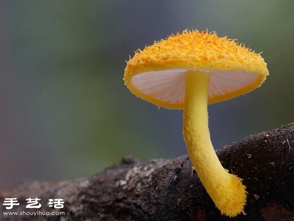 難以置信的美麗：漂亮菌類攝影作品欣賞 -  rpnrmr.com
