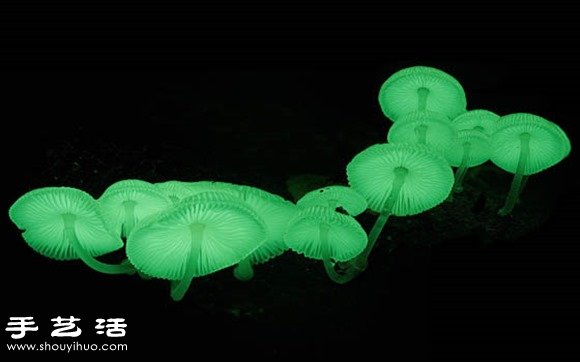 難以置信的美麗：漂亮菌類攝影作品欣賞 -  rpnrmr.com