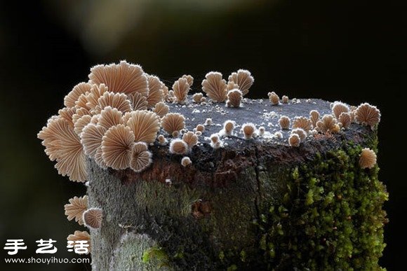 難以置信的美麗：漂亮菌類攝影作品欣賞 -  rpnrmr.com