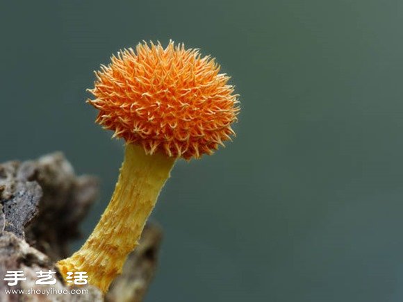 難以置信的美麗：漂亮菌類攝影作品欣賞 -  rpnrmr.com