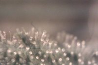 激光筆DIY改造 手機(jī)也能玩微距攝影！ -  rpnrmr.com