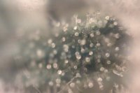 激光筆DIY改造 手機(jī)也能玩微距攝影！ -  rpnrmr.com