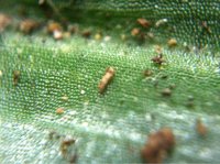 激光筆DIY改造 手機(jī)也能玩微距攝影！ -  rpnrmr.com