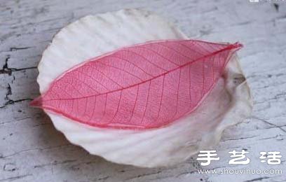 樹葉標本怎么做 樹葉標本制作方法 -  rpnrmr.com