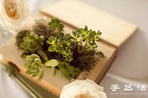 廢品利用:12個廢物利用小技巧DIY創(chuàng)意盆栽 -  rpnrmr.com