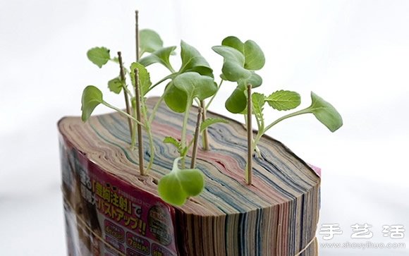 廢舊書籍作花盆 廢物利用種植蘿卜苗 -  rpnrmr.com