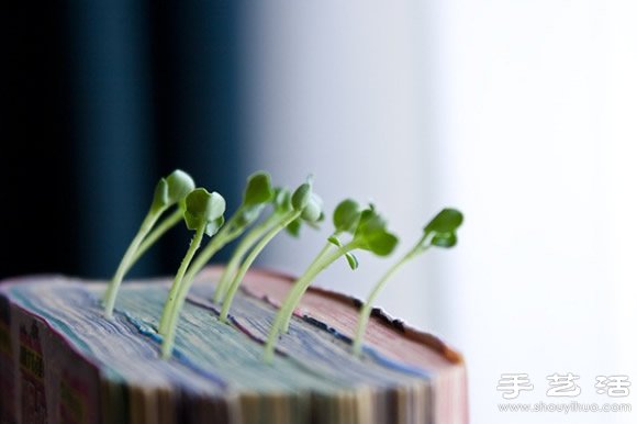 廢舊書籍作花盆 廢物利用種植蘿卜苗 -  rpnrmr.com