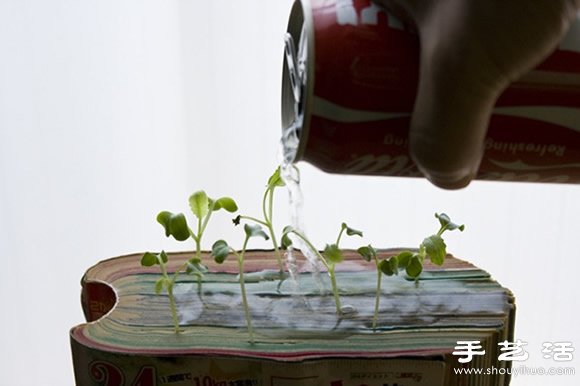 廢舊書籍作花盆 廢物利用種植蘿卜苗 -  rpnrmr.com