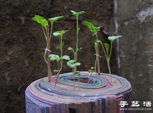 廢舊書籍作花盆 廢物利用種植蘿卜苗 -  rpnrmr.com