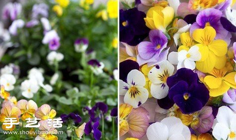 DIY好看又好吃的鮮花冰棍方法教程 -  rpnrmr.com