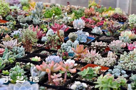家里種什么植物好 常見(jiàn)室內(nèi)植物的功效 -  rpnrmr.com