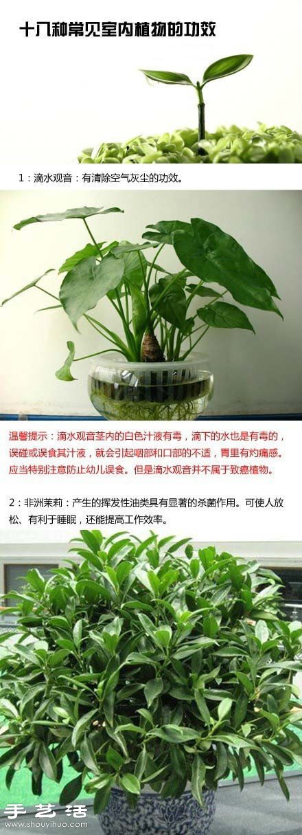 家里種什么植物好 常見(jiàn)室內(nèi)植物的功效 -  rpnrmr.com