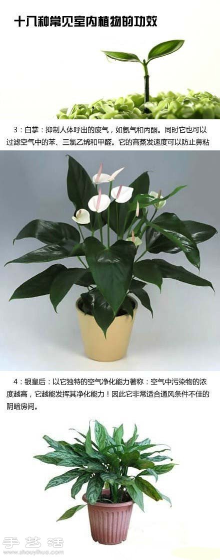 家里種什么植物好 常見(jiàn)室內(nèi)植物的功效 -  rpnrmr.com