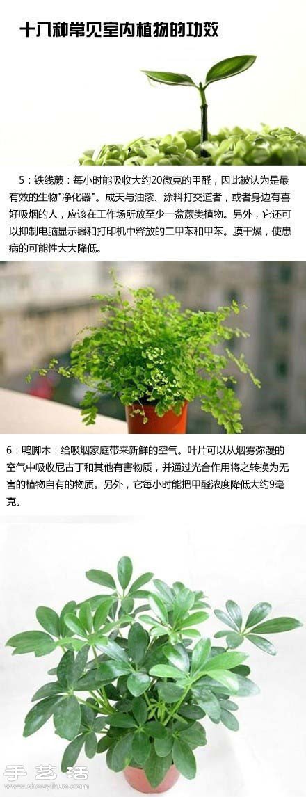 家里種什么植物好 常見(jiàn)室內(nèi)植物的功效 -  rpnrmr.com