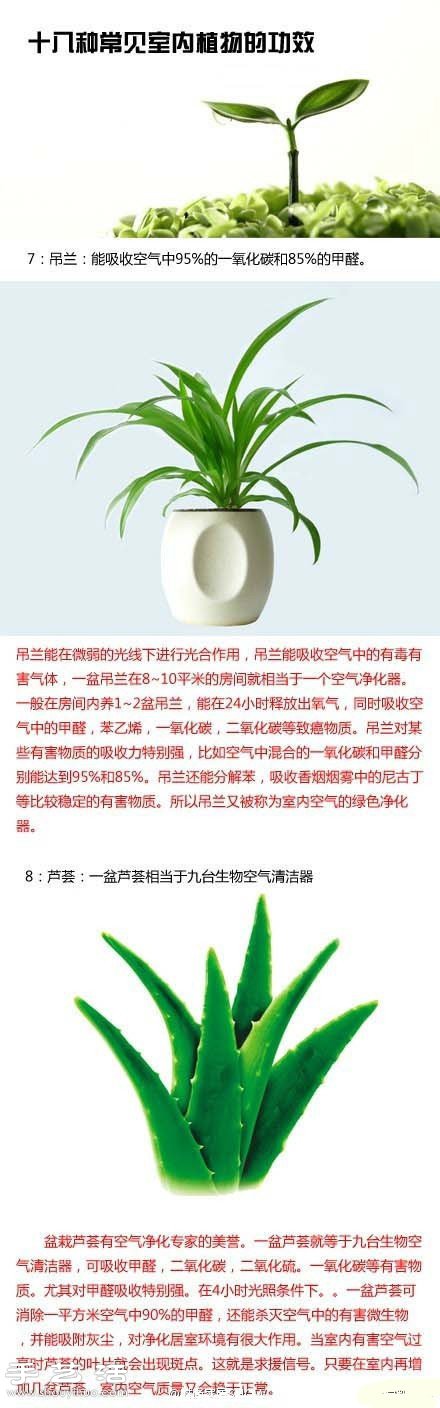 家里種什么植物好 常見(jiàn)室內(nèi)植物的功效 -  rpnrmr.com