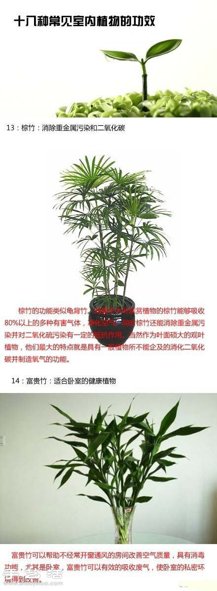 家里種什么植物好 常見(jiàn)室內(nèi)植物的功效 -  rpnrmr.com