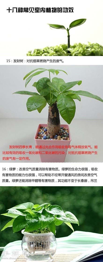 家里種什么植物好 常見(jiàn)室內(nèi)植物的功效 -  rpnrmr.com