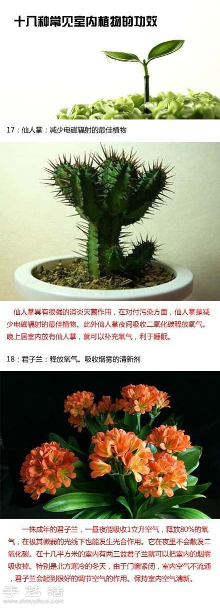 家里種什么植物好 常見(jiàn)室內(nèi)植物的功效 -  rpnrmr.com
