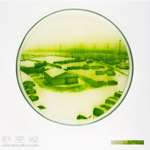 利用藻類微生物DIY制作創(chuàng)意海藻畫 -  rpnrmr.com