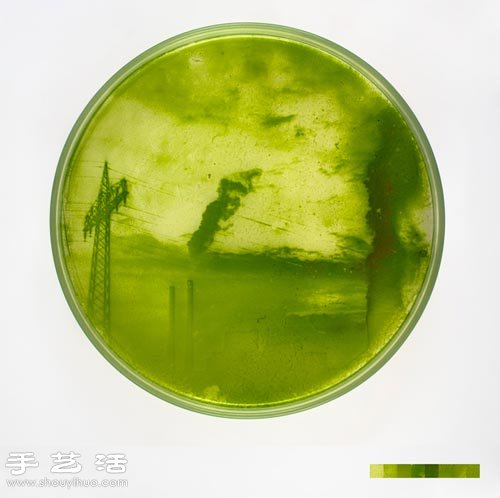 利用藻類微生物DIY制作創(chuàng)意海藻畫 -  rpnrmr.com