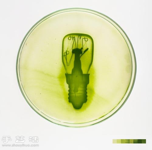 利用藻類微生物DIY制作創(chuàng)意海藻畫 -  rpnrmr.com