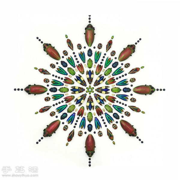 猶如寶石般斑斕奪目的昆蟲標(biāo)本 -  rpnrmr.com