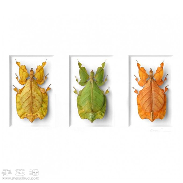 猶如寶石般斑斕奪目的昆蟲標(biāo)本 -  rpnrmr.com