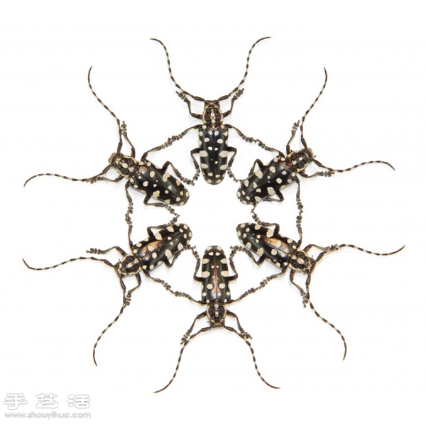 猶如寶石般斑斕奪目的昆蟲標(biāo)本 -  rpnrmr.com