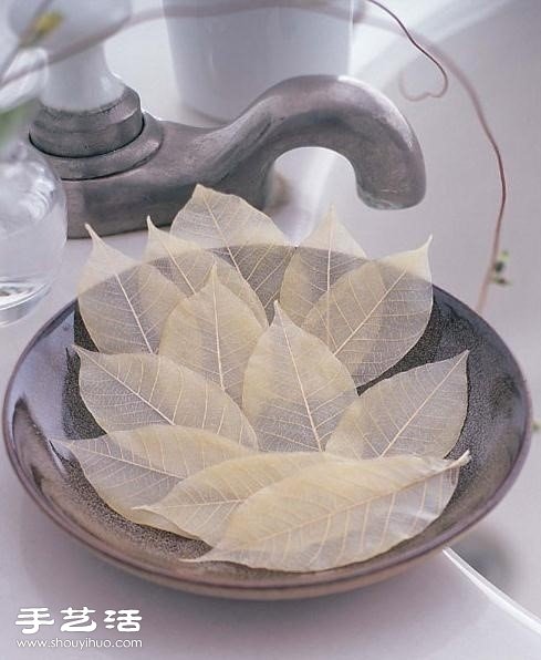宛如羽毛的樹葉標(biāo)本 -  rpnrmr.com