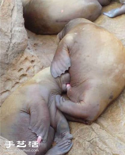 逛動(dòng)物園碰到這場(chǎng)景，好尷尬~！ -  rpnrmr.com