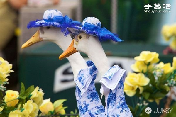 澳大利亞皇家復活節(jié)秀上演鴨子時裝表演 -  rpnrmr.com