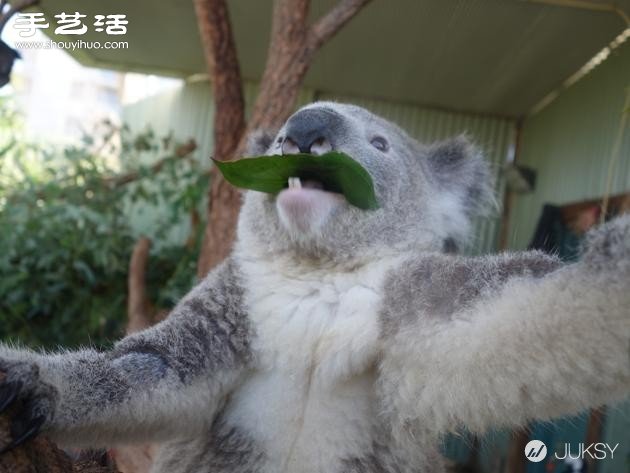 史上最萌無尾熊照片 實(shí)在是太可愛了！ -  rpnrmr.com