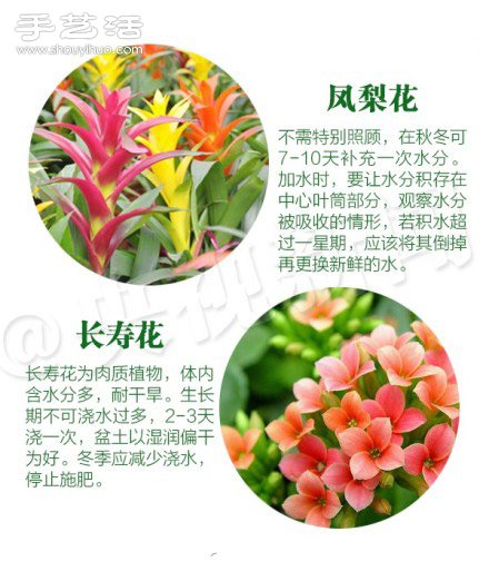 18種家里常種花草植物的正確澆水方法 -  rpnrmr.com