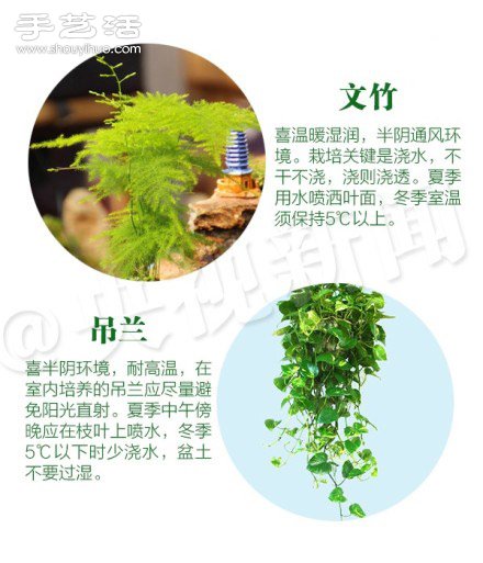 18種家里常種花草植物的正確澆水方法 -  rpnrmr.com
