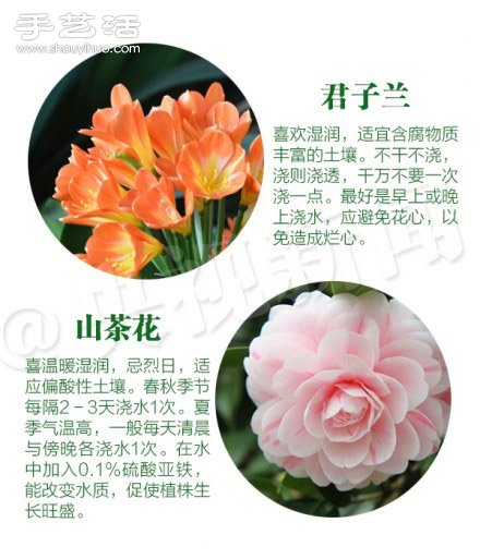 18種家里常種花草植物的正確澆水方法 -  rpnrmr.com