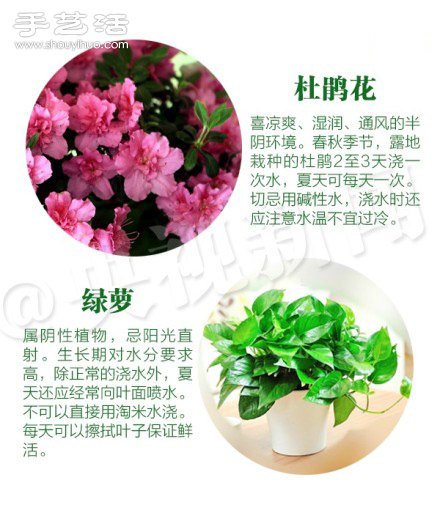 18種家里常種花草植物的正確澆水方法 -  rpnrmr.com