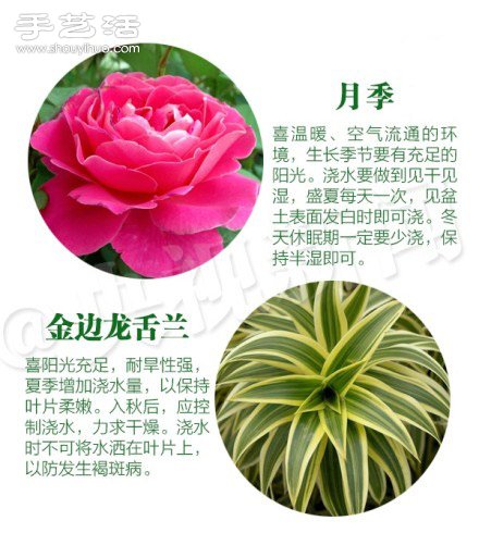 18種家里常種花草植物的正確澆水方法 -  rpnrmr.com