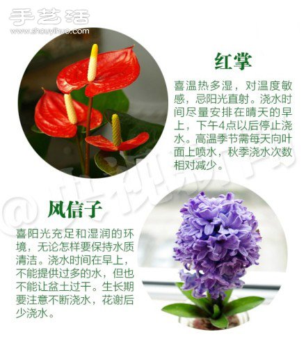 18種家里常種花草植物的正確澆水方法 -  rpnrmr.com
